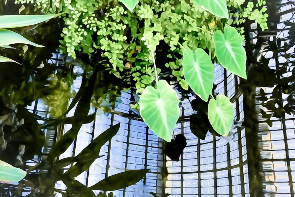 Plantes exotiques, parc de la tête d'or. Leporelo photographies, entre photo et peinture