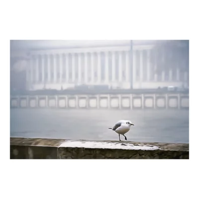 La mouette frileuse