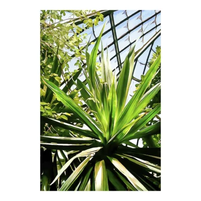 Le palmier majestueux