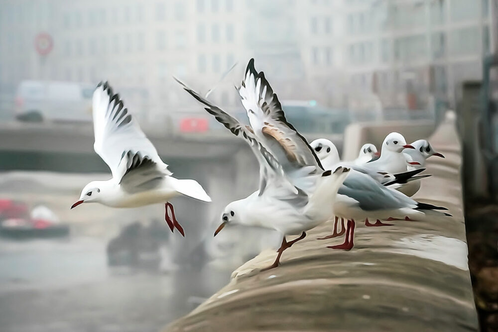 Quai des Célestins. Leporelo photographies, entre photo et peinture